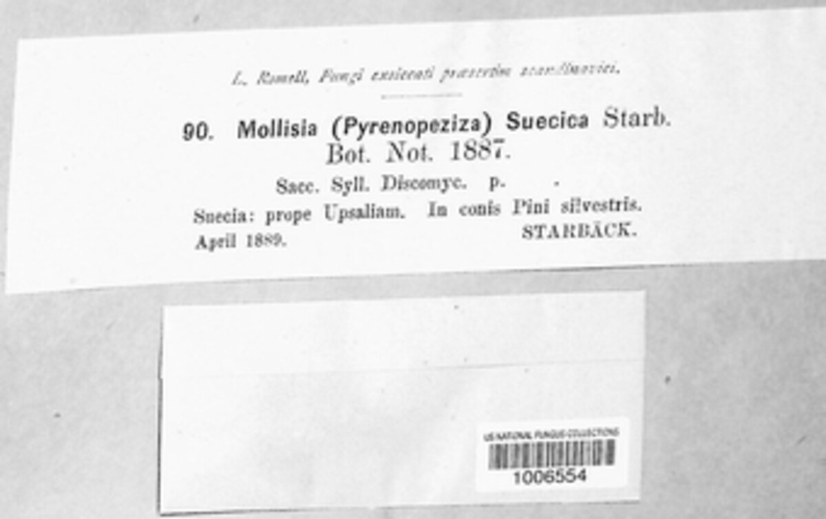 Durella suecica image